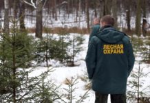 Усилена охрана хвойных деревьев