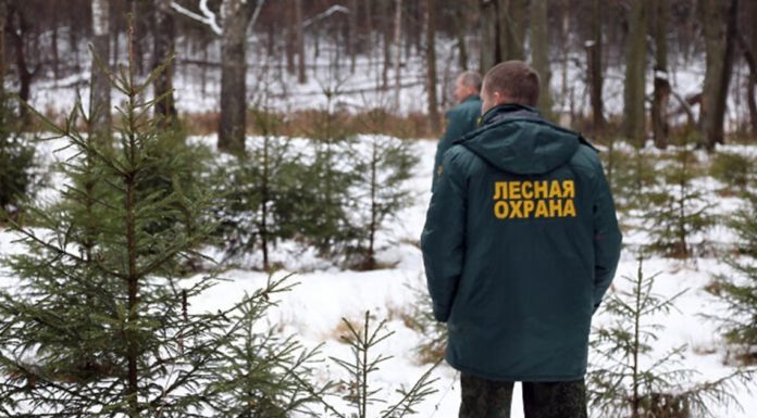 Усилена охрана хвойных деревьев