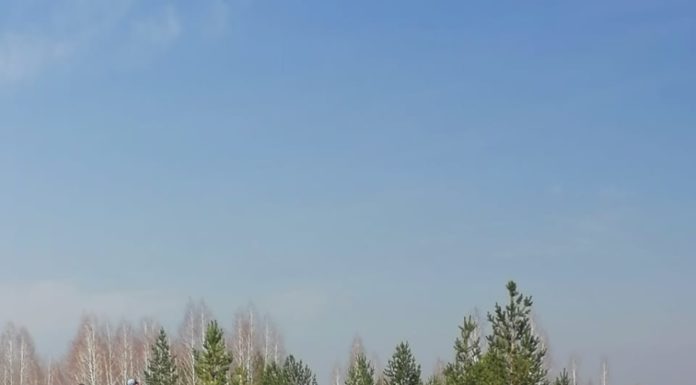 В Алтайском крае начались первые посадки в рамках международной акции «Сад памяти»