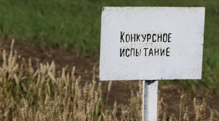 Губернатору Томенко показали алтайские семена, которые востребованы в России и других странах