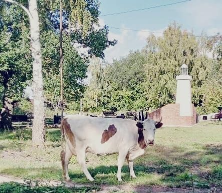Коровы — это не кошки, они не должны гулять сами по себе!